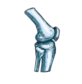 Fisioterapia Ortopédica